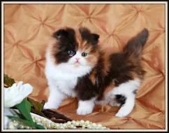 Tica Registrovaná Calico Kittens nyní k dispozici